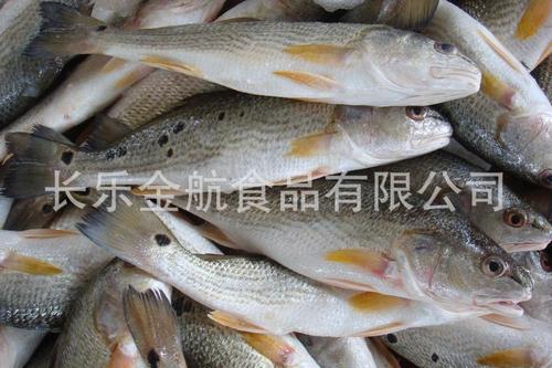【单冻红古鱼】价格,厂家,图片,冷冻水产品,福建元盛食品工业
