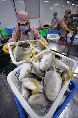 海南水产出口企业陆续复工复产 水产品出口呈复苏态势